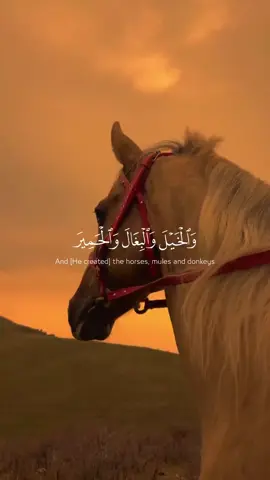 #سورة_النحل  #والخيل_والبغال_والحمير_لتركبوها_وزينة  #الشيخ_ياسر_الدوسر  #ياسر_الدوسري💖  #fyppppppppppppppppppppppp 