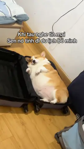 Zô nằm trước cho chắc ăn 😗 #corgiland #corgivn 