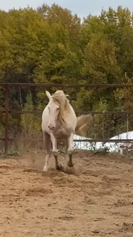 #horselover #vetbills #horserescue #horsesofinstagram #horsesoftiktok 