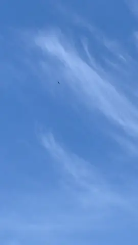 A Falcón fall at 180 km/h #falcon #peregrinefalcon #animalsoftiktok 