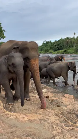Elephant herd crossing the river 