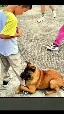 #k9unit #dogsoftiktok #k9softiktok #k9 #k9training 