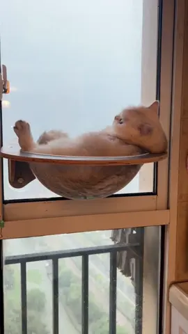 Your cat's new favorite spot is... on the window! 😼 This space pod hammock is a game-changer: ✅ Holds up to 40kg ✅ Uses powerful dual suction cups ✅ Saves tons of space ✅ Perfect for bird-watching Link in bio to grab this sky-high bed! #CatBed #MustHave #CatTree #WindowPerch #PetInnovation   