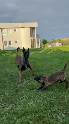 🔥❤️ #foryoupage #malinois #dogsoftiktok #milot #prishtina 