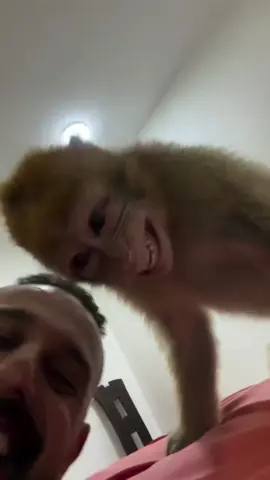 Siapa yang ikutan geleng geleng hayooo  #monkeyfunny #lucu #hewanlucu 