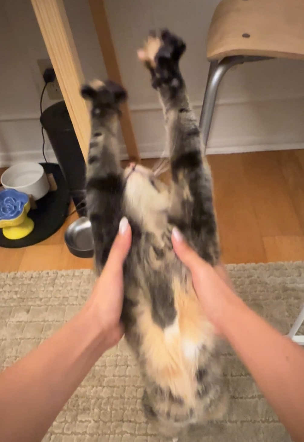 My car is so long #catsoftiktok #yoga 