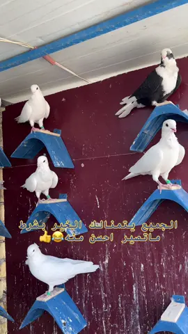 #صلي_علي_النبي #خمري✅ العيونكككم @جعفر لطيار @ابن علي🦅 