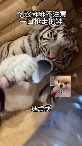 #tiger #embe #viralvideo 