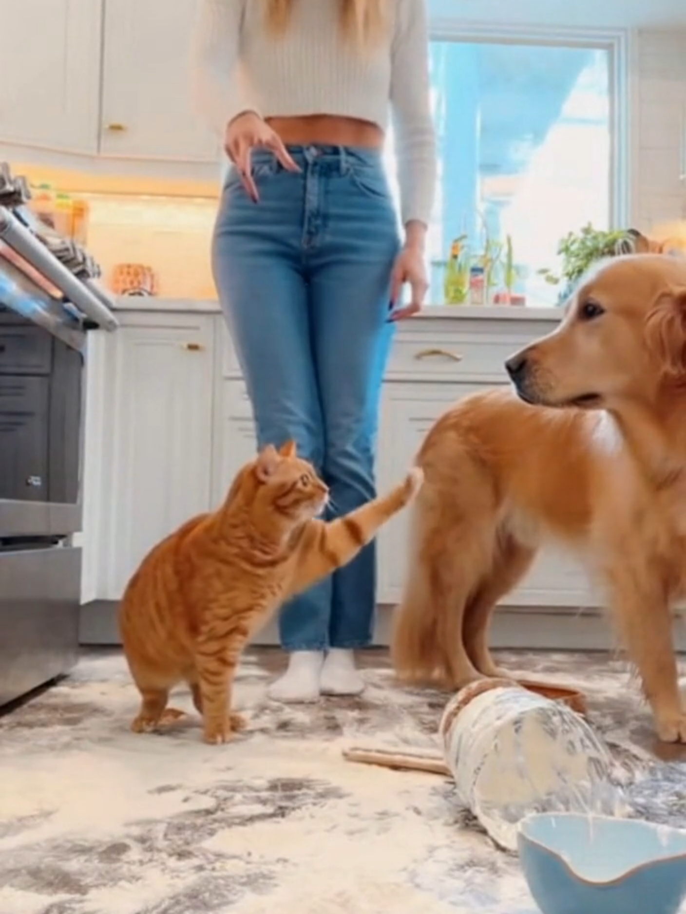 Alright, who’s the guilty one?#cutecat #funnycat #cat #aivideo