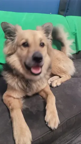 I genuinely can't think of a dog I've ever met with just one name. 🤣 #cute #cuteanimals #cutedogs #dogs