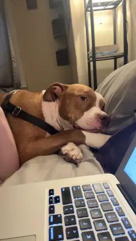 #pittiesoftiktok #bigbaby 