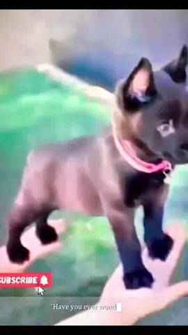 #dogsk9 #trainingdog #k9softiktok #viral #k9 