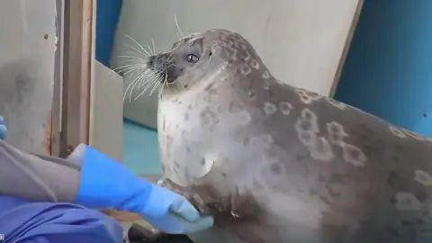 sweet moment : seal want to play #seal #play #chubby #fpyシ #zoo 