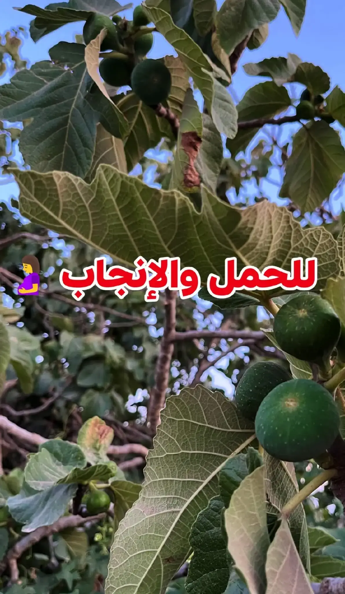 #لعـ.ـلاج العقم عند النساء - *المكونات:*     - 3 أوراق من التين. - *الطريقة:*     1. انقعي الأوراق في كوب ماء مغلي.     2. اتركيها 15 دقيقة ثم صفي الماء.     3. اشربي الماء ثلاث مرات يوميًا بعد الأكل. - *الفوائد:*     - تنظم الهرمونات المدرة للطمث.     - تعـ.ـالج العقم الناتج عن خلل في الهرمونات.     - تعـ.الج تليف الرحم والتـ.ـهابات الرحم.     - تذيب تكيسات المبايض وأور ام الرحم.     - تخفف من آلام الدورة الشهرية. لا تنس الصلاة على النبي 💜#نحن هنا من اجل صحتك وتقديم كل ماهو مفيد فلا تبخل علينا بالاعجاب والمشاركه#لعلاج #لايك__exploore___ 