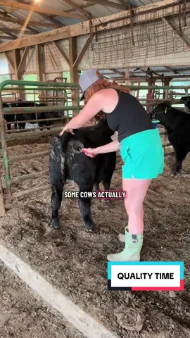 Quality time as spouses = tie up sessions 😅 #farmtok #agtok #livestock #halterbreaking #showcattle 