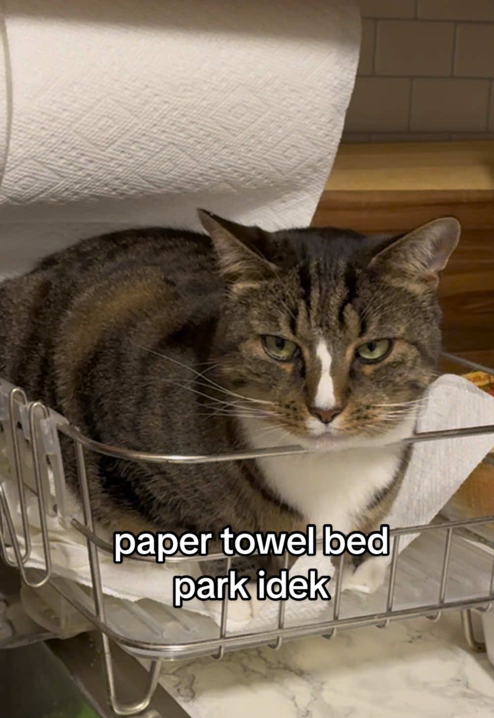 he’s getting bolder #catsoftiktok #cat #catlover #fyp #cute 