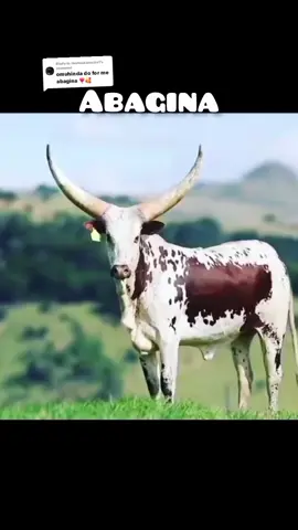 Replying to @rwehaakanuzire1 Beine Kagina ❤️ #abihimakwekundajust #rukundoegumeho #robertomuhiinda #forgodandmycows #forgodandmyculture 