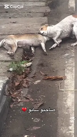 مش هتقابل أوفي منهم #dogsoftiktok #fyp #viral #البطلة_دهب🔥 #dog 