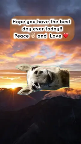 #Meme #MemeCut #goodmorning 