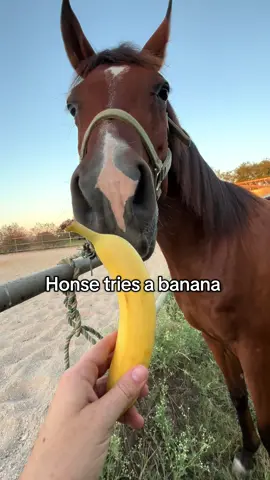 Will he like it? 👀 @goji  #horses #horse #horsetok #fyp #foryou 