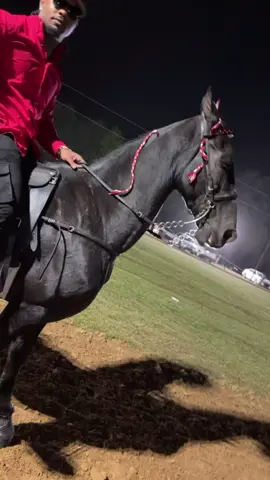 #fyp #contentcreator #influencer #tennesseewalkinghorse 