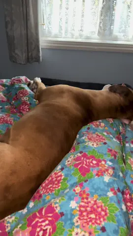😂😂 #sushi #sushithexl #xlbully #americanbully #dogsoftiktok 