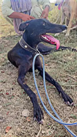 💔💯 #jayya_khokharan🥷👑 #trending #vedio #faryou_tiktok_viral_video_faryour_page #منڈی_آلے💪🔥 #shok #khokhar #da #چمپئن #شکار #گروپ #growmyaccount #vedioviral 