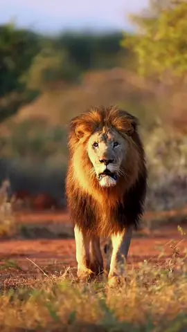 Reflexión para el alma #reflexiones #frasesmotivadoras #pensamientospositivos #videoviral #virall  🙏🙏☘️