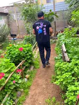 Nuestras gallinas criollas se alimentan con una dieta 100% natural y variada 💚 🌱 Lechuga, espinaca, brócoli, zanahoria y betarraga 🥦🥕 🌾 Avena, afrecho y alimento ponedor de primera calidad 💧 Agua limpia y cuidados diarios con amor El resultado: 🥚 Huevos frescos, nutritivos y llenos de color, con el auténtico sabor del campo. 🐔 Gallinas felices = huevos felices 💛#HuevosCriollos #GallinasFelices #CampoChileno #ElDeColor 