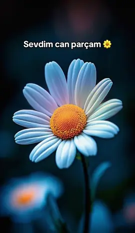 Ben seni farkli sevdim canparçam 🌼🌼🌼