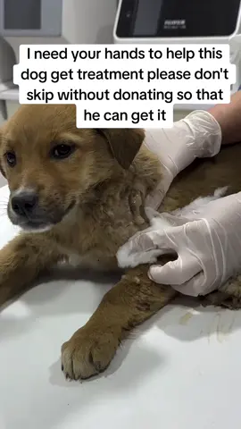 We found him in this condition. First we want to get his treatment done, then we will find him a home. We want to share the before and after with you. Witness the changing life of a soul together. please support his treatment. Donate on the link in bio 