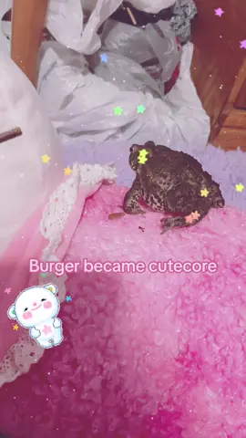 M running out of video ideas help me #fyppppppppppppppppppppppp #pet #burgerthetoad #burger #fyp 