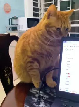 This Cat Got Busted in the Act 😹 #catsoftiktok #catvideos #funnycats #cutecats