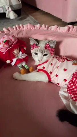 My little fruit tart🥹🍓🩷 #catsoftiktok #gatitos #lynxpoint #PetsOfTikTok #strawberryshortcake 