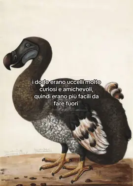 e non sto parlando solo di dodo #dodobird #dodo #mauritius #estinzione #virall 