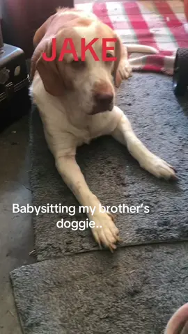 Baby sitting for my brothers doggie. JAKE.. he’s such a good boy.. I can tell he’s already missing him.. #dogsoftiktok #cute #need10kfollowers😊 #thanksforthesupportguys #babysitting 