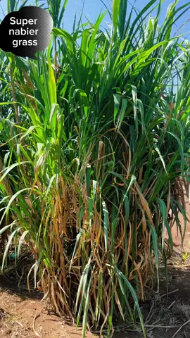 Super Nabier Grass( Boqorka Calafka Xoolaha) #cuttings #greenbusiness #somalitiktok #calafkaxoolaha #afgooye 