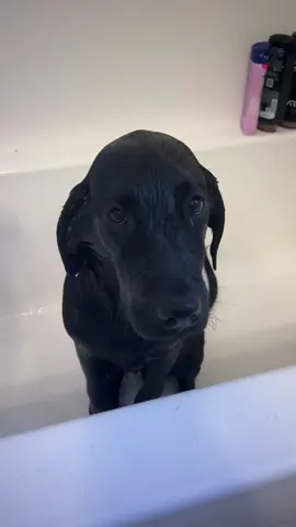 A lab that hates bath?? #lab #bath #fyp #foryou