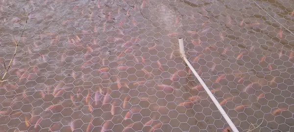 Sistema ventury oxigenacion💥 #venturi #tilapiaroja #piscicultura #acuicultura #alevinesdetilapia 