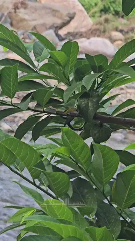 #المحويت_الخبت_وادي_لاحمه_المرواح  #الحارث_اخضر