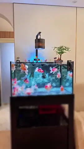 🐠 Một bể cá tràn đầy sức sống — từng chú cá bơi lội nhẹ nhàng như mang cả thiên nhiên vào nhà! Thư giãn sau ngày dài chỉ cần ngồi ngắm bể cá, cảm nhận bình yên len lỏi từng khoảnh khắc 💧🌿 #BểCáĐẹp #CáCảnh #GócThưGiãn #YêuCáCảnh #TrangTríNhà 