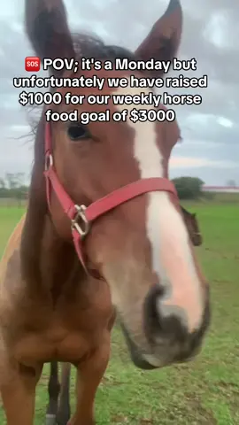 🆘 POV; it's a Monday but unfortunately we have raised even $1000 for our weekly donkey food goal of $3000. #horserescuers #HorseStory #HorseShelter #EndBigLick #DynamicDuo #ADOPTED #JusticeForTWH 