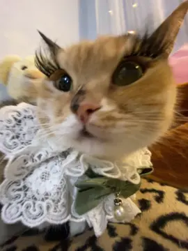 тгк: Хлоя и Фрейя - заказать сигну можно там 🐈