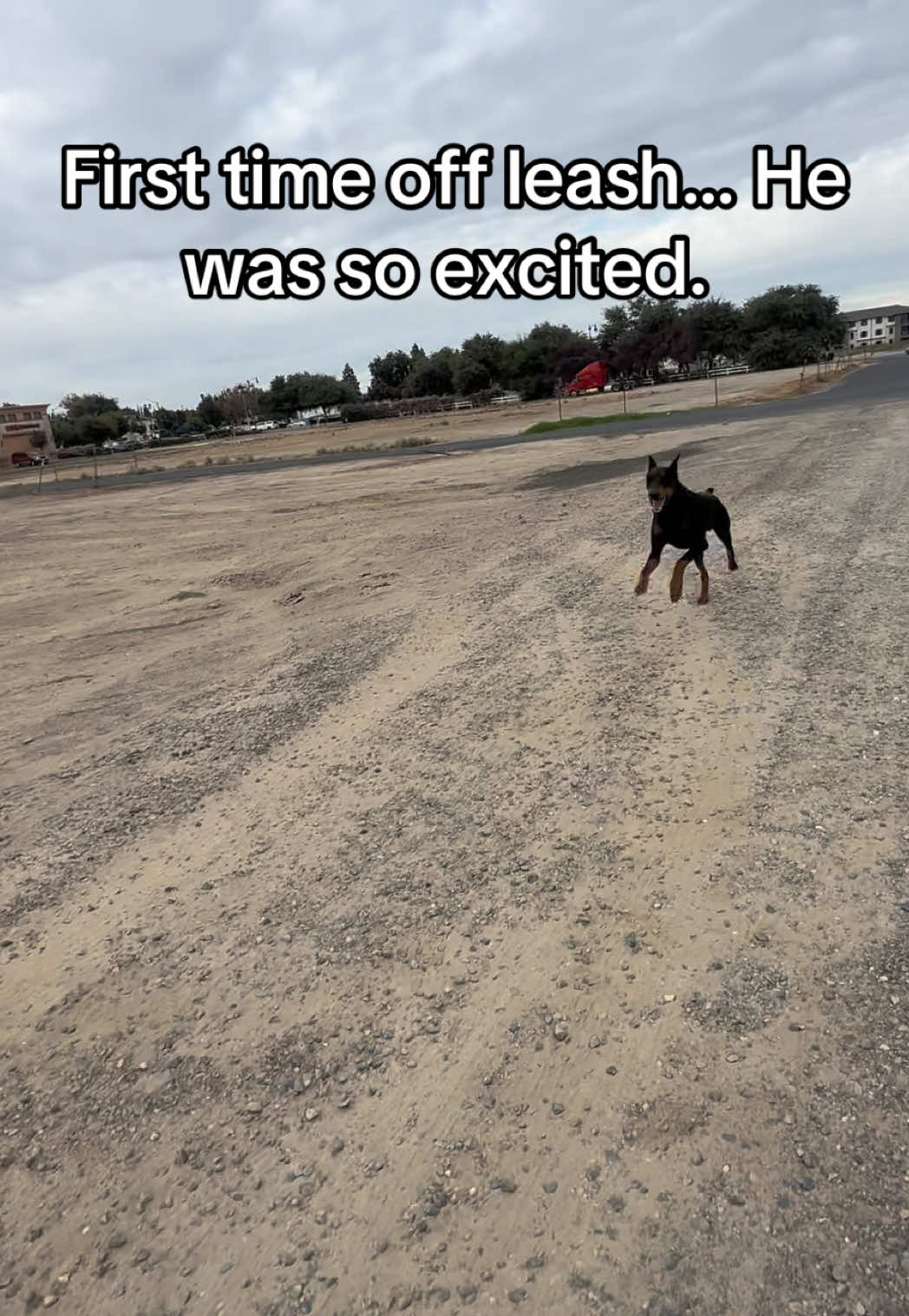 Not gonna lie this had me worried 🤣 gotta work on his recall. #doberman #dogmom 