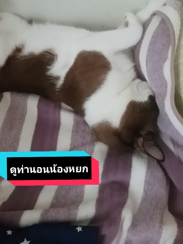 #เทรนด์วันนี้ น้องหยกนอนน่ารัก #ทาสแมว #คนรักแมว #แมวน่ารัก #น้องหยก 