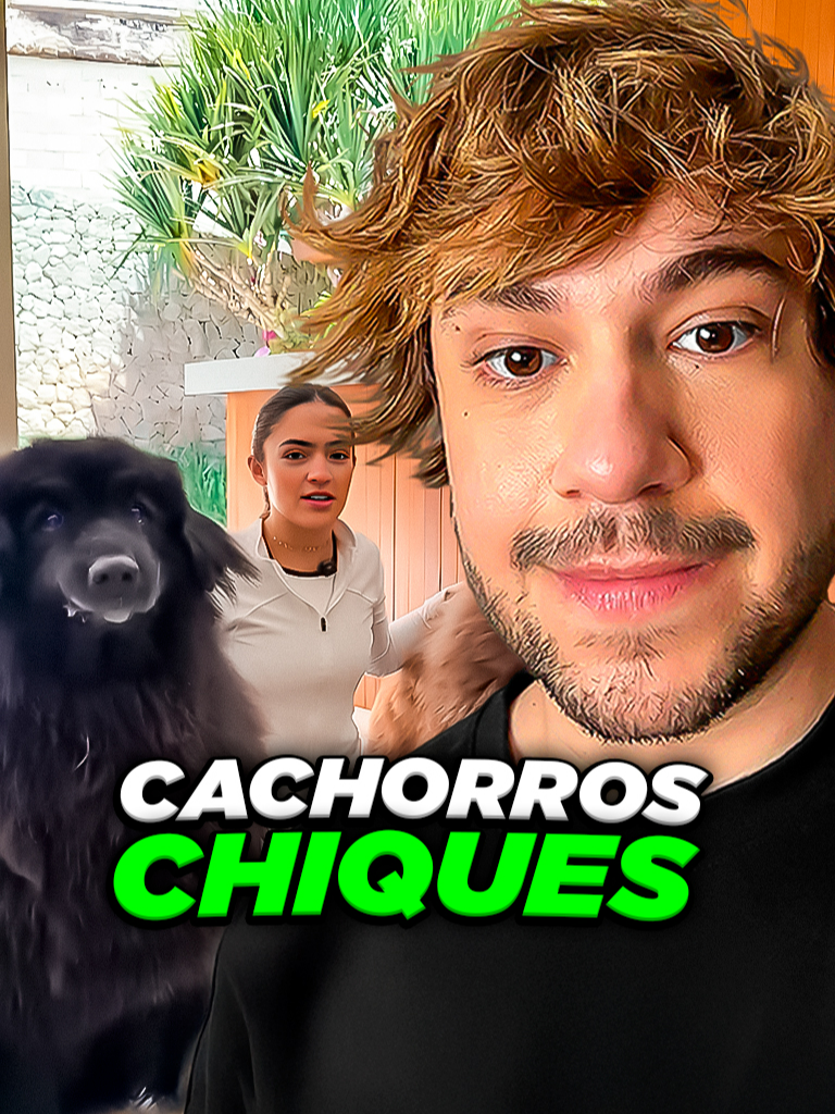cachorros chiques @gigiegreja #livedobrino #humor