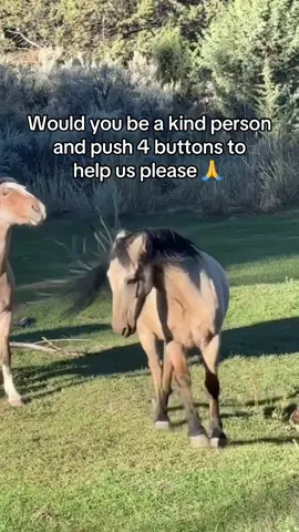 Would you be a kind person and push 4 buttons to help us please 🙏?#horselover #vetbills #horsesofinstagram #horserescue #horsesoftiktok 