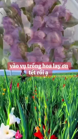vào vụ trồng hoa lay ơn tết rồi mn ơi ai cần giống thì vào giỏ hàng e có nha