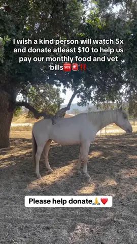#sanctuary #usa_tiktok #horse #USA #Texas 