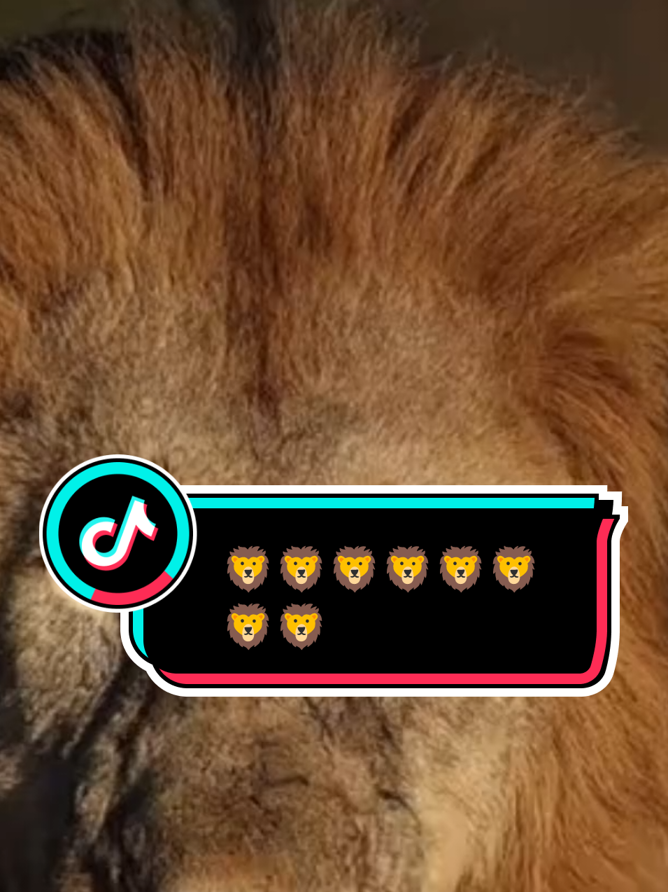 Lovely Lioness and Lion 🦁🫶#Love #trending #viral #TikTokTrends #fyp 